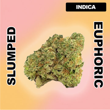 🍧 Italian Ice - Indica Hybrid 29.51%