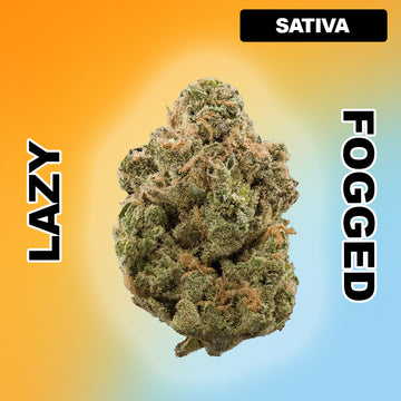 🫐 Blueberry Punch - Sativa Hybrid