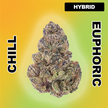 🍬 Candy Gelato - Hybrid 29.06%