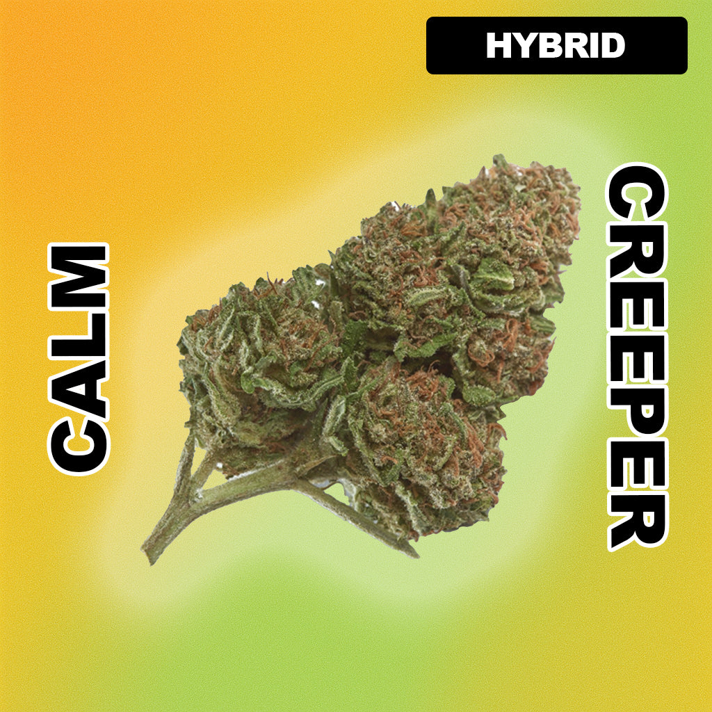 🍨 Gelato Punch - Hybrid 29.04%