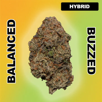 💝 Lemon Cherry Gelato - Hybrid 32.02%