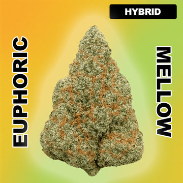 🧩 Pave - Hybrid 32.81%
