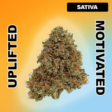 🍍 Pineapple Express - Sativa Hybrid 27.15%