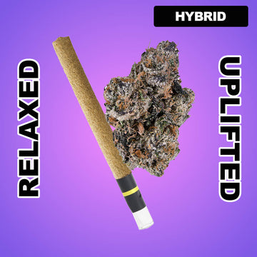 Blunt Force 1g THCA Blunt - Rain Shadow Runtz (HYBRID)