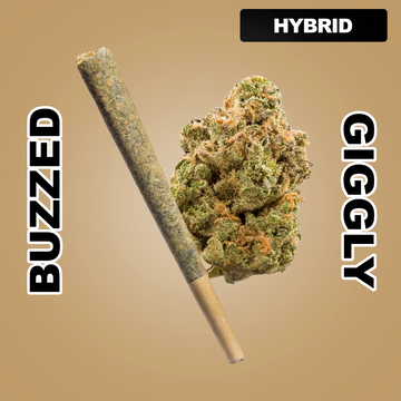 Daily Burn 1.5g THCA Joint - Girl Scout Cookies (HYBRID)