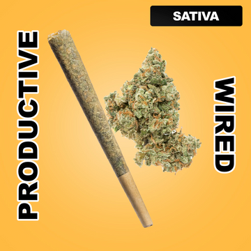 Daily Burn 1.5g THCA Joint - Jack Herer (SATIVA)