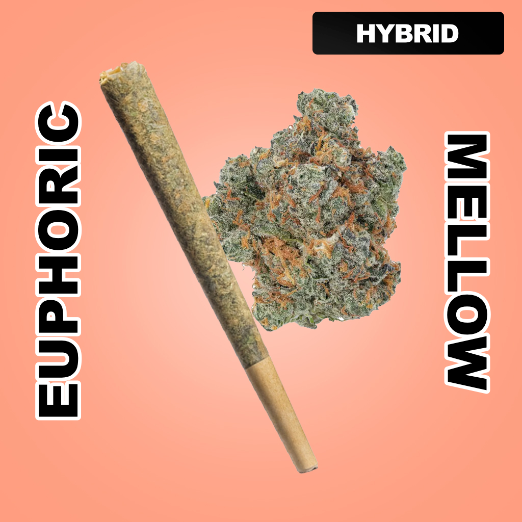 Daily Burn 1.5g THCA Joint - Rainbow Sherbet (HYBRID)