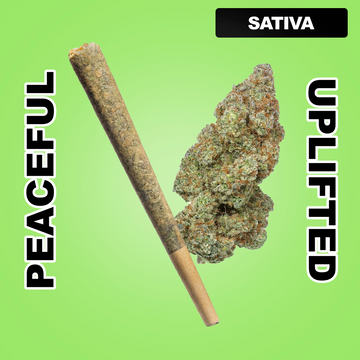 Daily Burn 1.5g THCA Joint - Trainwreck (SATIVA)