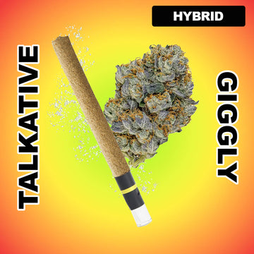 Power Packed 1g THCA Blunt - Gelato Zittlez (HYBRID)