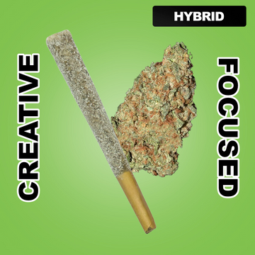 Snow Cone 1.5g THCA Joint - Trainwreck (HYBRID)